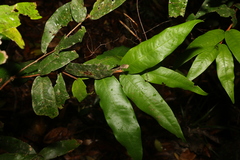 Syzygium wilsonii