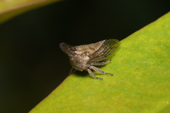 Aconophora compressa