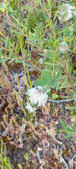 Pimelea octophylla