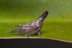 Aconophora compressa