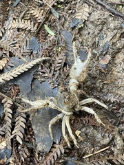 Engaeus hemicirratulus