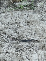 Pholidoscelis exsul