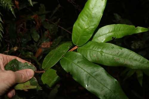 Image of Syzygium wilsonii by (c) Greg Tasney, some rights reserved (CC BY-SA)