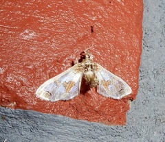 Leucinodes orbonalis