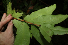 Syzygium wilsonii