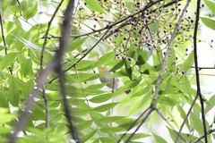 Zosterops simplex