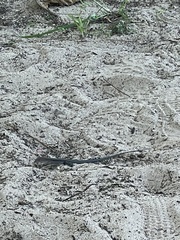 Pholidoscelis exsul