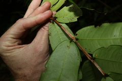 Syzygium wilsonii