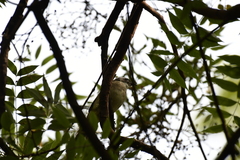Pycnonotus sinensis