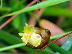 Xyris formosana