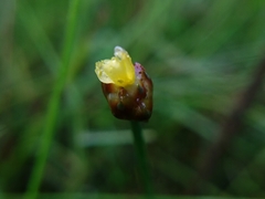 Xyris formosana