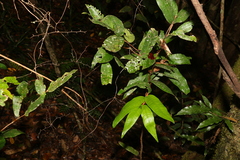 Syzygium wilsonii