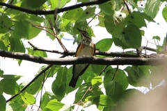 Turdus hortulorum