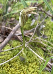 Pterostylis curta