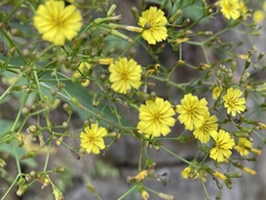 Ixeridium laevigatum