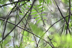 Pycnonotus sinensis