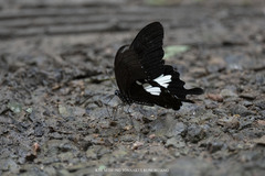 Papilio nephelus chaon