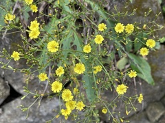 Ixeridium laevigatum