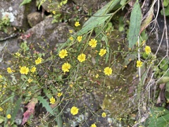 Ixeridium laevigatum