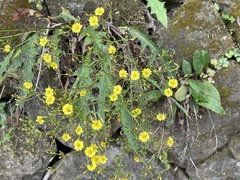 Ixeridium laevigatum