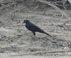 Molothrus oryzivorus