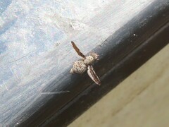 Ulidiidae