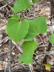 Cercis canadensis texensis