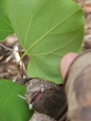 Cercis canadensis texensis