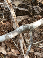 Cercis canadensis texensis