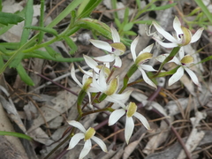 Caladenia cucullata