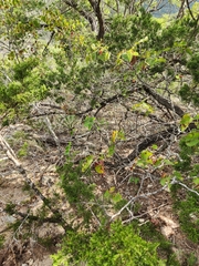 Cercis canadensis texensis