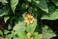 Lantana camara