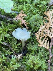 Cantharellula umbonata