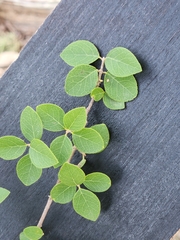 Forestiera reticulata