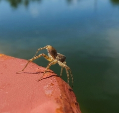 Araneomorphae