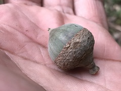 Lithocarpus shinsuiensis