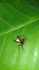 Micrathena schreibersi