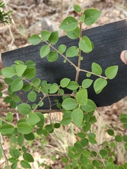 Forestiera reticulata