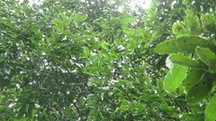 Vatairea erythrocarpa