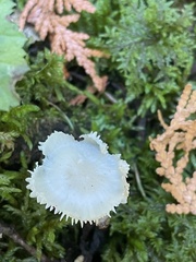 Cantharellula umbonata