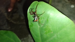 Micrathena schreibersi