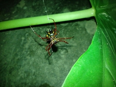 Micrathena schreibersi