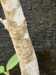 Forestiera reticulata