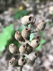 Lithocarpus shinsuiensis