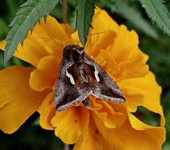 Macdunnoughia confusa