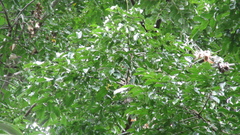 Vatairea erythrocarpa