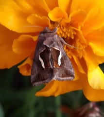 Macdunnoughia confusa