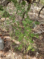 Forestiera reticulata