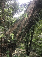 Lithocarpus shinsuiensis