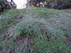 Asparagus albus